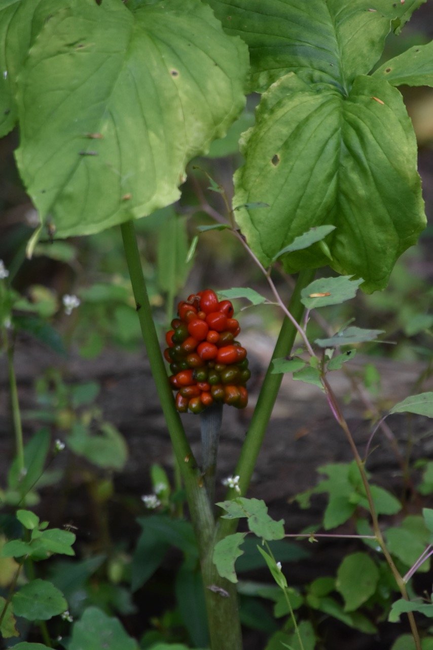 Ripening berries of Jack-in-the-pulpit.